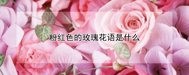 粉紅色的玫瑰花語是什麼
