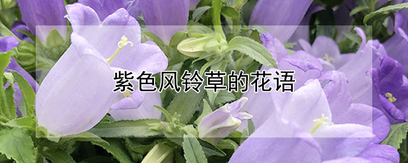 紫色風鈴草的花語