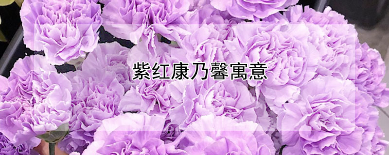 紫紅康乃馨寓意