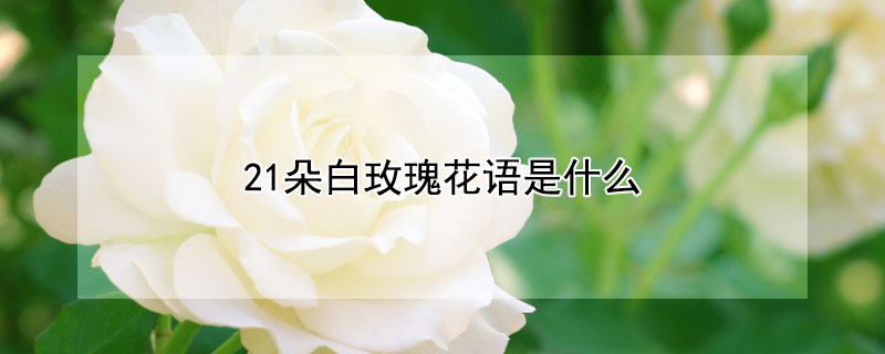 21朵白玫瑰花語是什麼