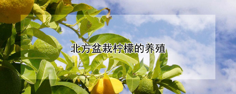 北方盆栽檸檬的養殖