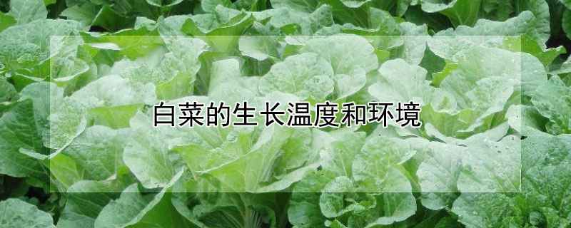 白菜的生長溫度和環境