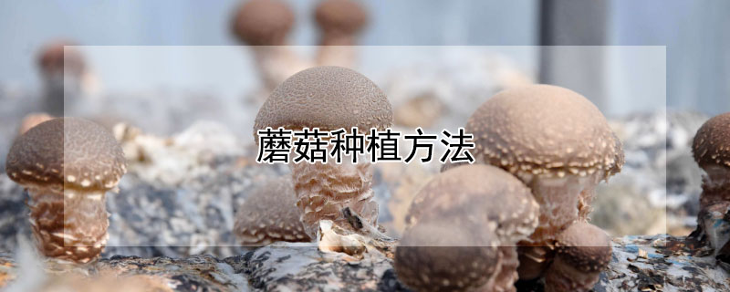 蘑菇種植方法