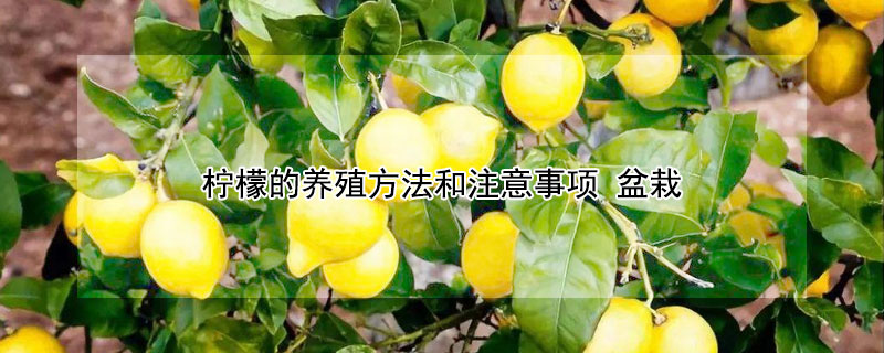 檸檬的養殖方法和注意事項 盆栽
