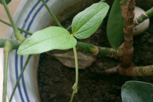 綠豆怎麼種小盆栽