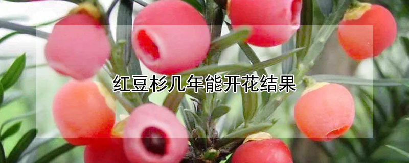 紅豆杉幾年能開花結果