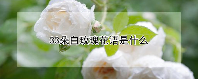 33朵白玫瑰花語是什麼