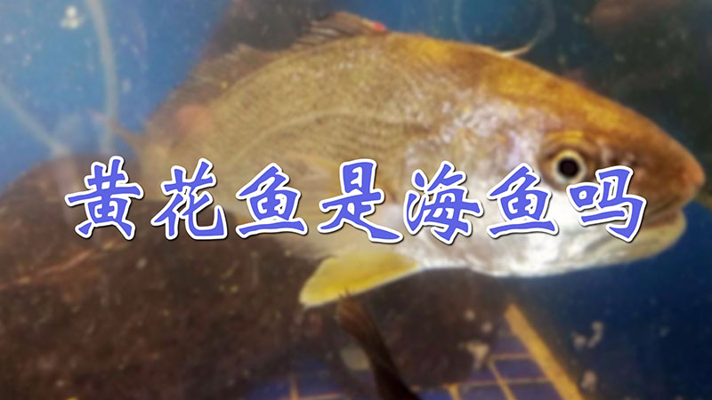 黃花魚是海魚嗎