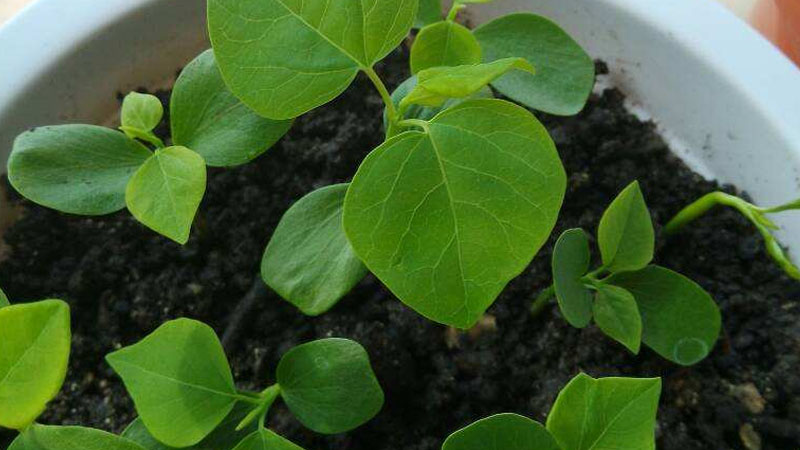 小盆栽種黃豆的方法
