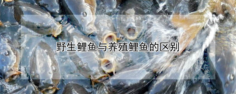 野生鯉魚與養殖鯉魚的區別