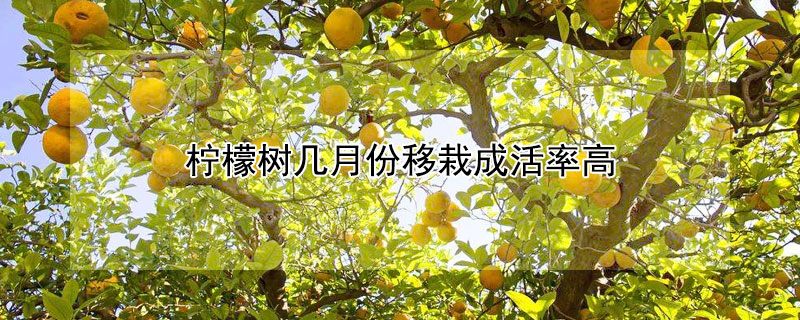 檸檬樹幾月份移栽成活率高