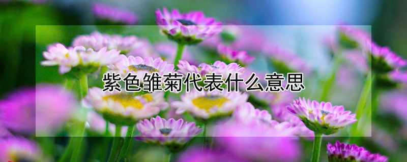 紫色雛菊代表什麼意思