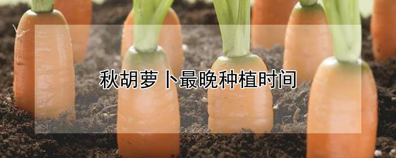 秋胡蘿卜最晚種植時間
