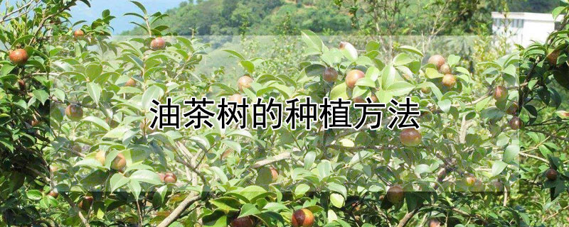 油茶樹的種植方法
