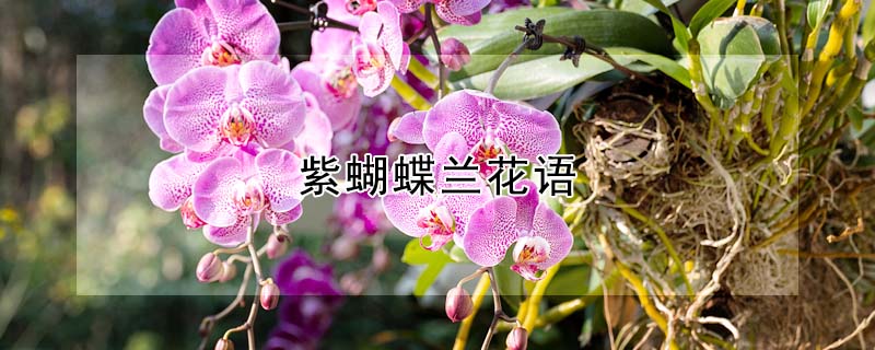 紫蝴蝶蘭花語