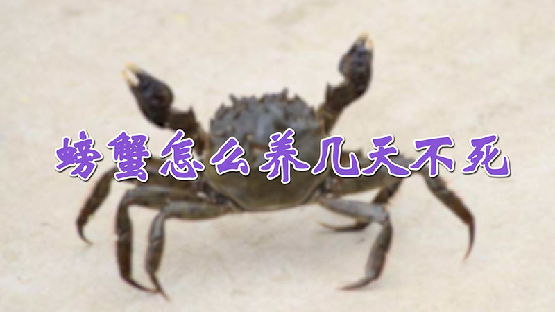 螃蟹怎麼養幾天不死