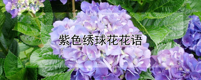 紫色繡球花花語
