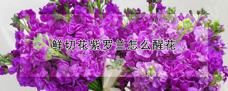 鮮切花紫羅蘭怎麼醒花