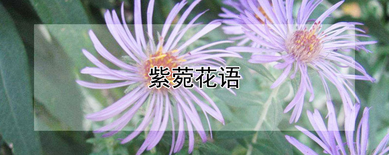 紫菀花語