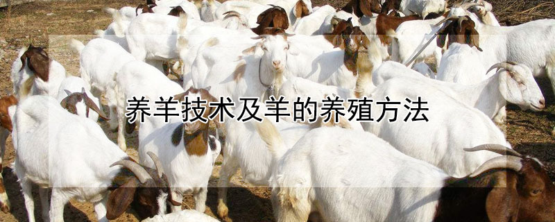 養羊技術及羊的養殖方法