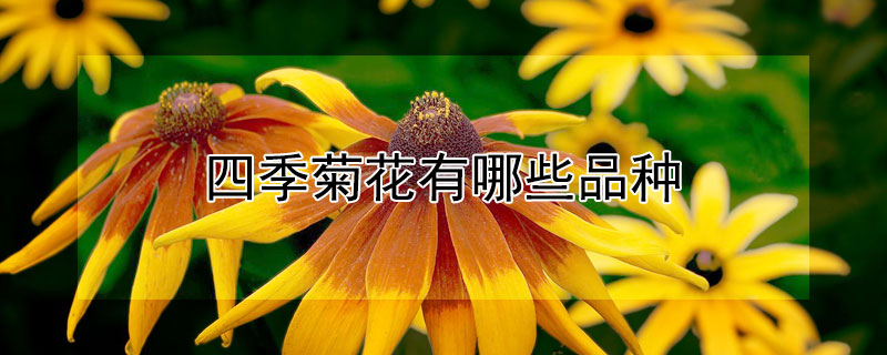 四季菊花有哪些品種