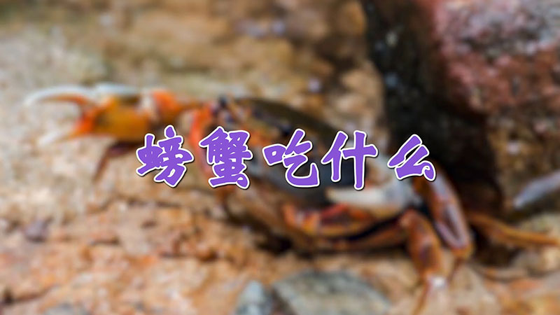 螃蟹吃什麼
