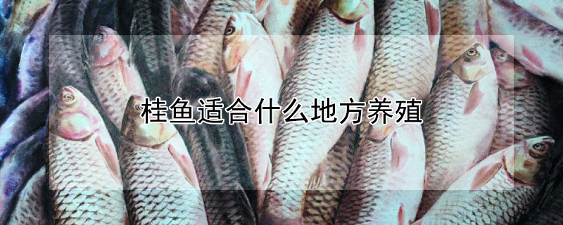 桂魚適合什麼地方養殖