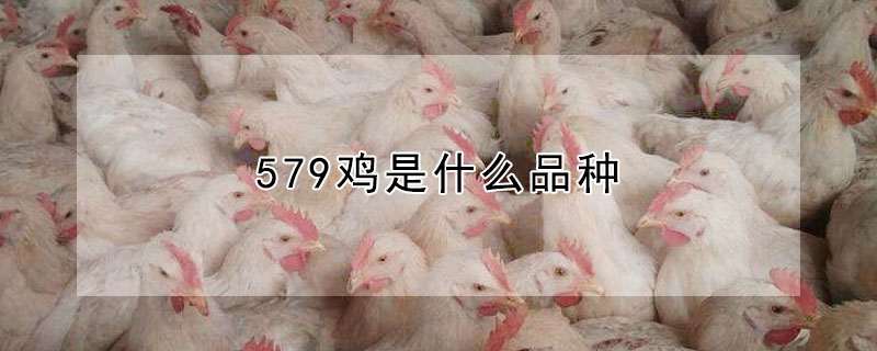 579雞是什麼品種