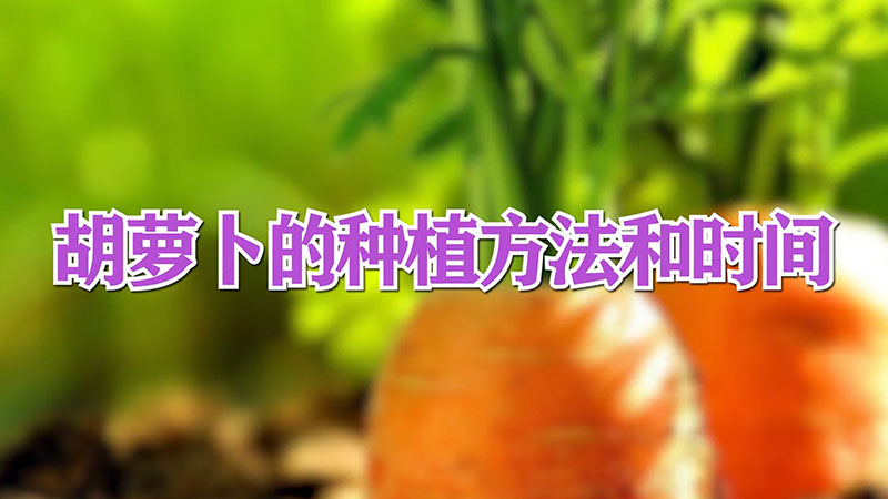 胡蘿卜的種植方法和時間
