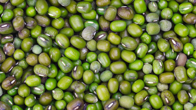 綠豆是怎麼長出來的