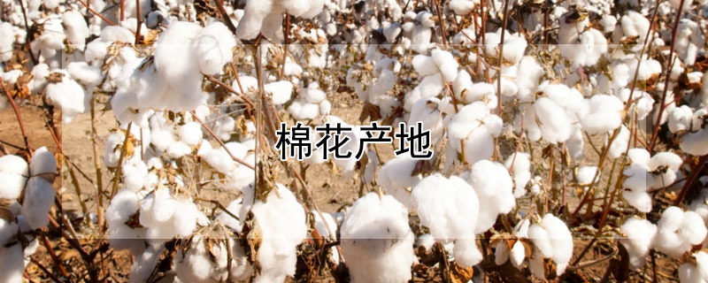 棉花產地
