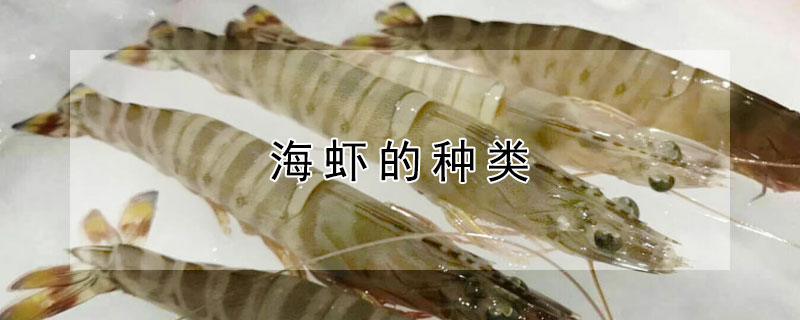 海蝦的種類