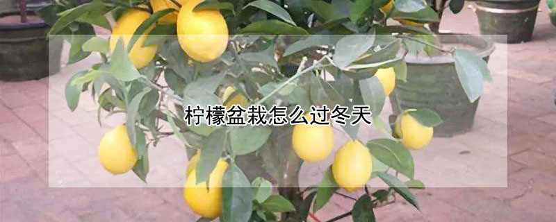 檸檬盆栽怎麼過冬天