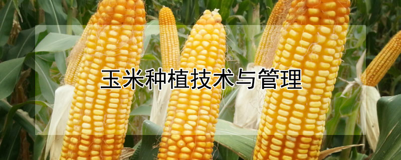 玉米種植技術與管理