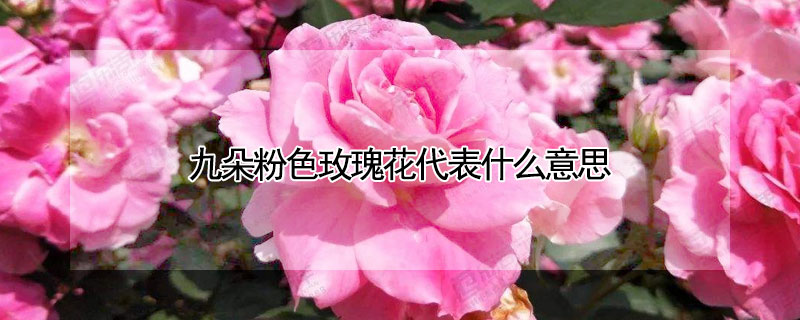 九朵粉色玫瑰花代表什麼意思