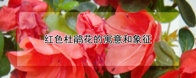 紅色杜鵑花的寓意和象征