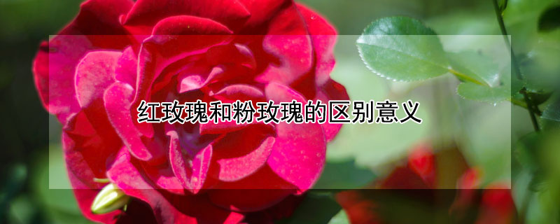紅玫瑰和粉玫瑰的區別意義