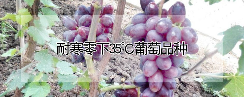 耐寒零下35℃葡萄品種