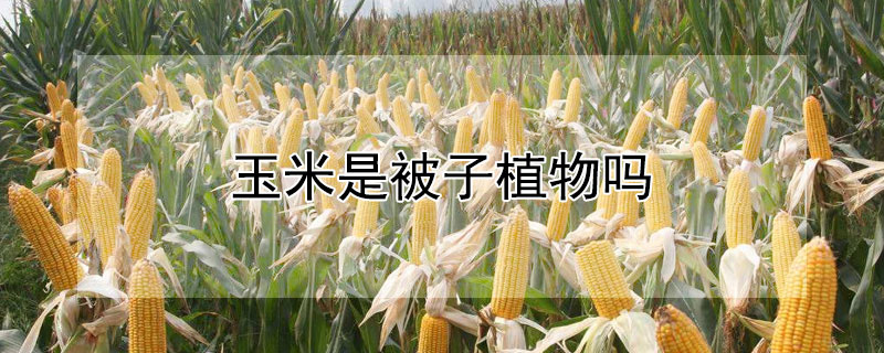 玉米是被子植物嗎