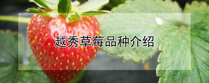 越秀草莓品種介紹