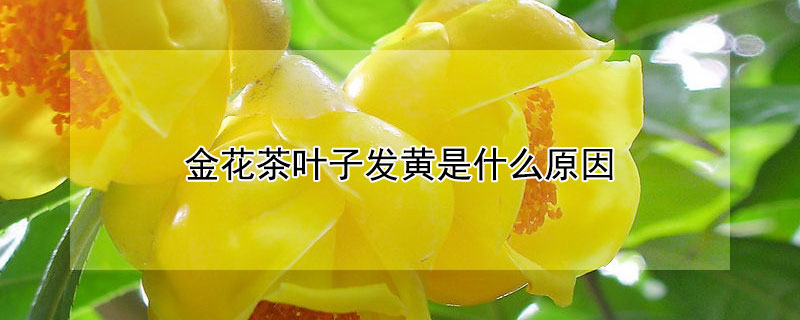 金花茶葉子發黃是什麼原因