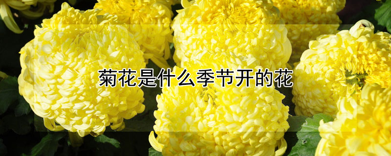 菊花是什麼季節開的花