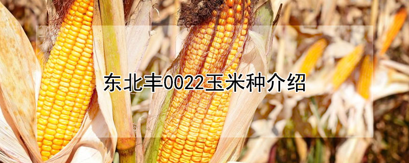 東北豐0022玉米種介紹
