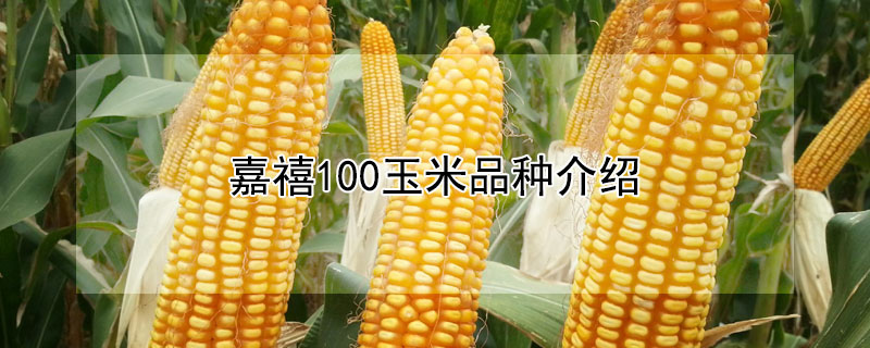 嘉禧100玉米品種介紹