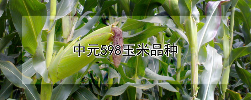 中元598玉米品種
