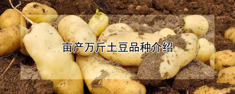 畝產萬斤土豆品種介紹