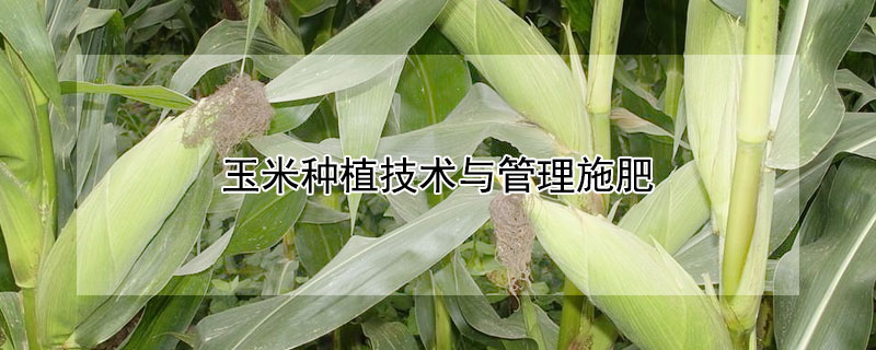 玉米種植技術與管理施肥