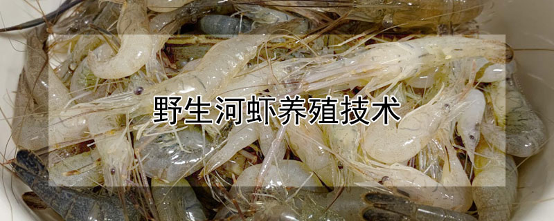 野生河蝦養殖技術