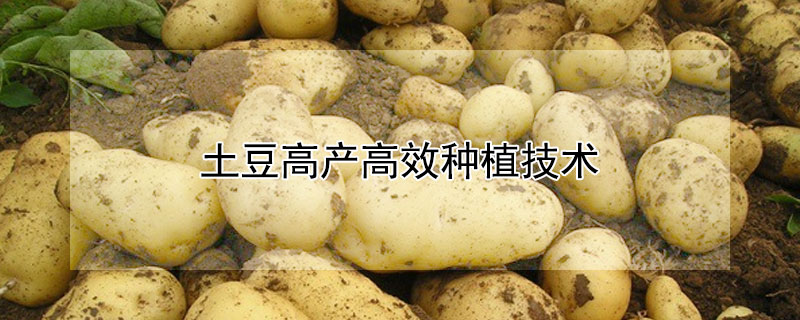 土豆高產高效種植技術
