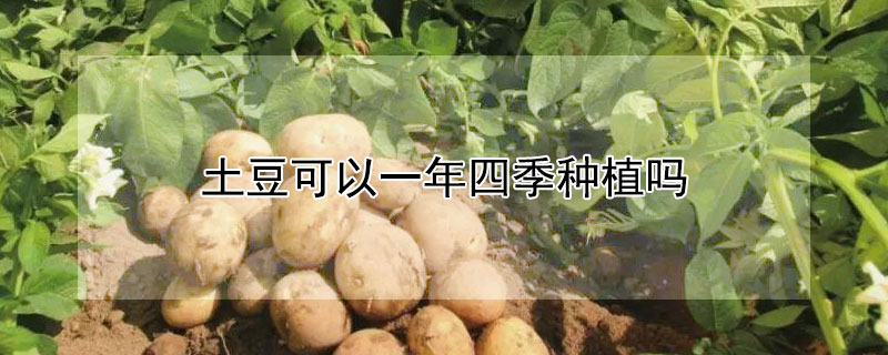 土豆可以一年四季種植嗎